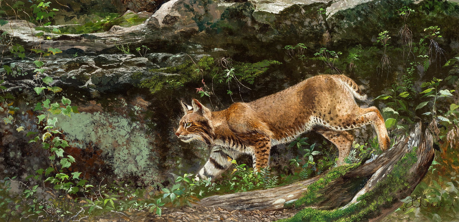 Travis Keese | Bobcat (1 of 1)