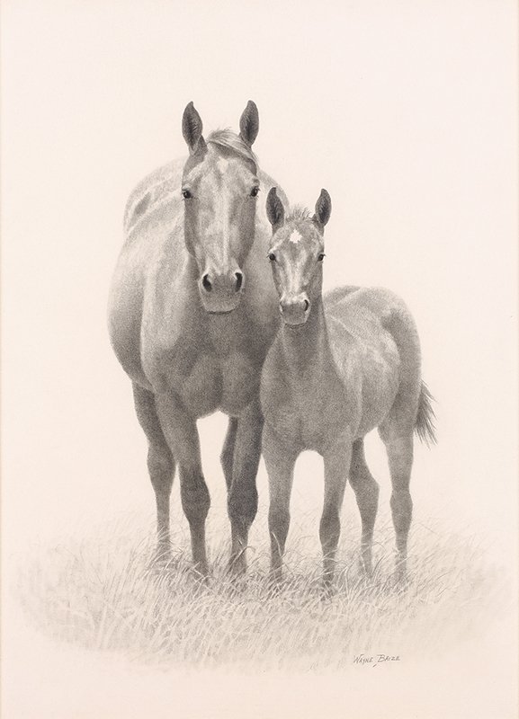 Wayne Baize b. 1943 CAA | Mare and Colt: Wayne Baize b. 1943 CAA | Mare and Colt Signed l/r: Wayne Baize | Media: Graphite on paper | Dimensions: 20 by 14 inches