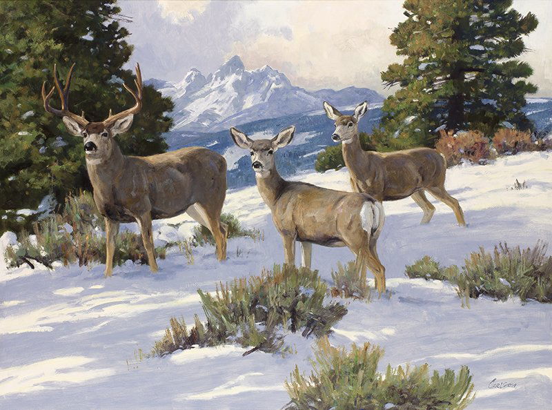 Ken Carlson | Teton Trio-Mule Deer (1 of 1)