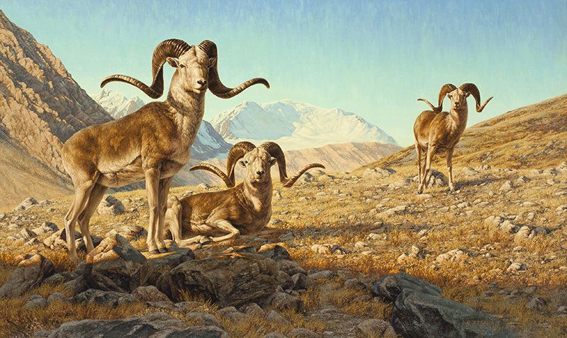 Greg Beecham | Marco Polo Sheep: Artist: Greg Beecham | b. 1954 Title: Marco Polo Sheep | Signed l/r: G. Beecham © '89 [fish symbol] Media: Oil on linen Dimensions: 36 by 60 inches