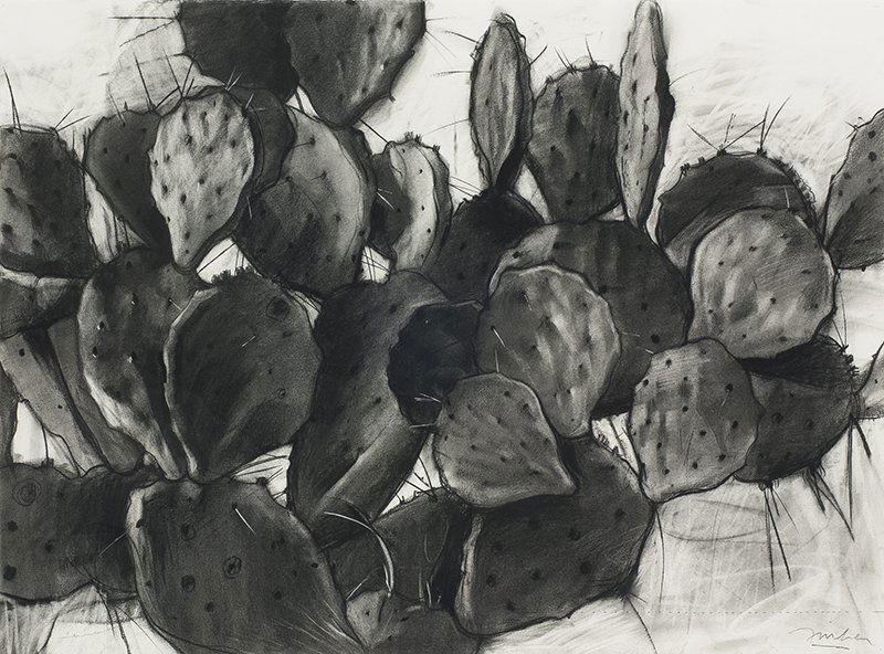 John Fincher | Cactus: Artist: John Fincher | b. 1941 Title: Cactus Signed l/r: Fincher Media: Charcoal on paper Dimensions: 22 by 30 inches