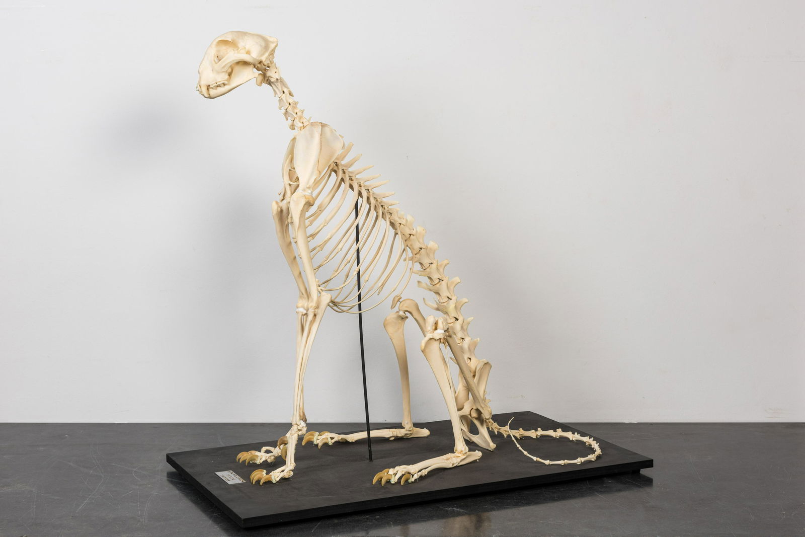 A mounted skeleton of a cheetah (Acinonyx jubatus) (1 of 2)