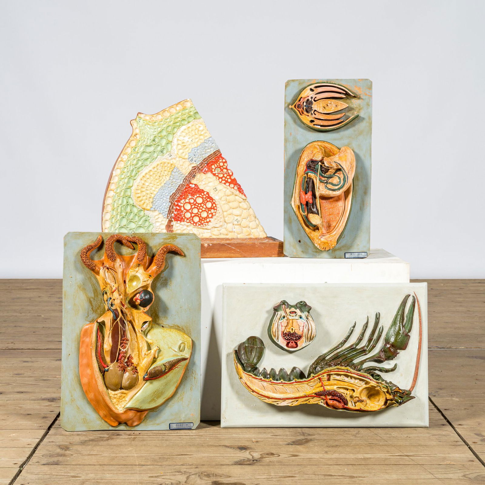 A varied collection of anatomical models, 20th C. (1 of 5)