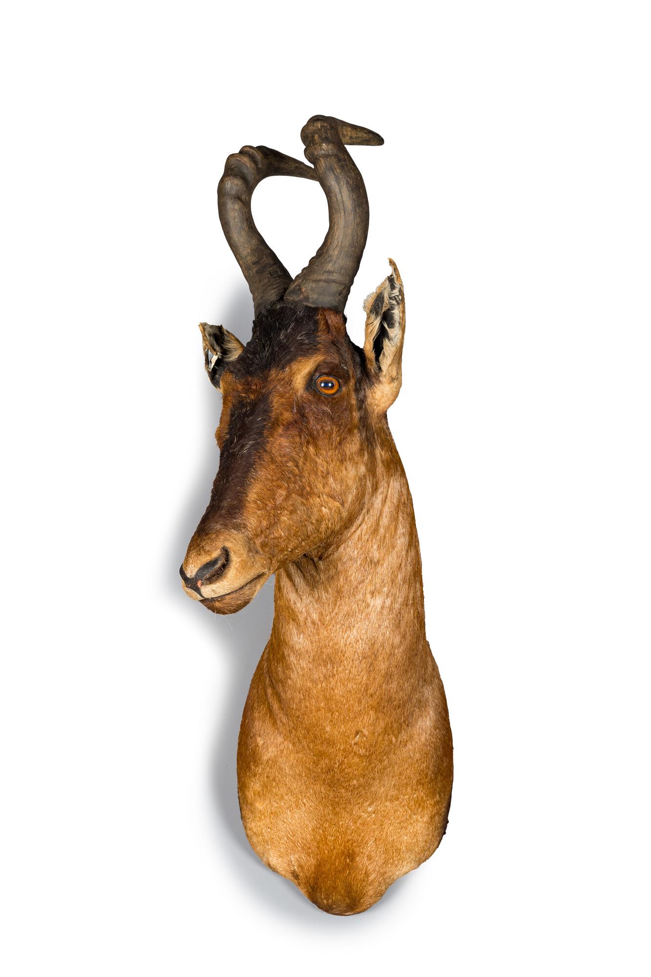 An imposing hunting trophy of a hartebeest, 20th C. (1 of 3)