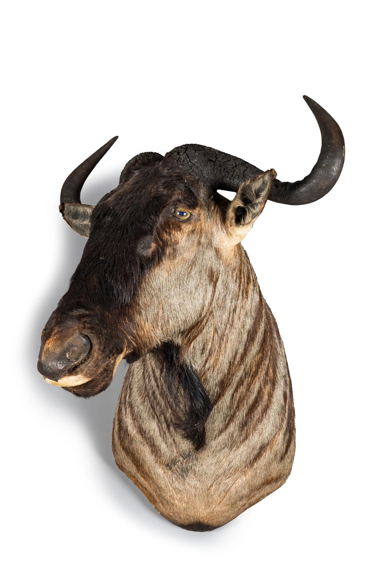 An imposing hunting trophy of a wildebeest or gnu, 20th C. (1 of 2)