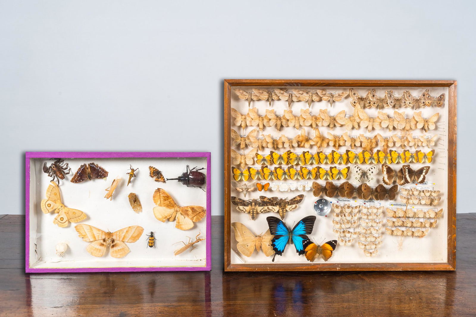 A collection of insects and butterflies mounted in wall display cases, 20th C. (1 of 4)