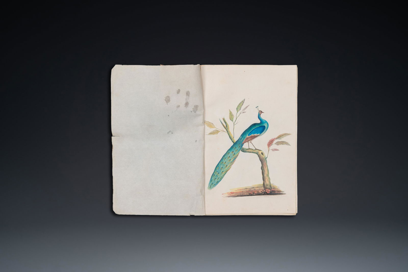 Album with 12 Indian bird paintings, 19th C. (1 of 15)