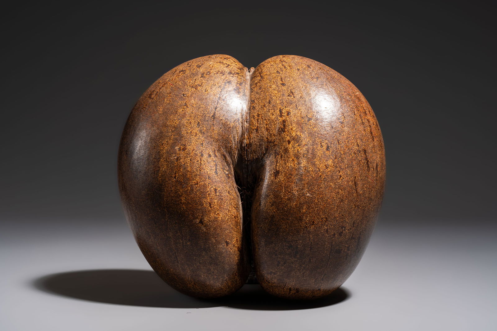 A coco de mer or sea coconut (Lodoicea maldivica), Seychelles (1 of 6)