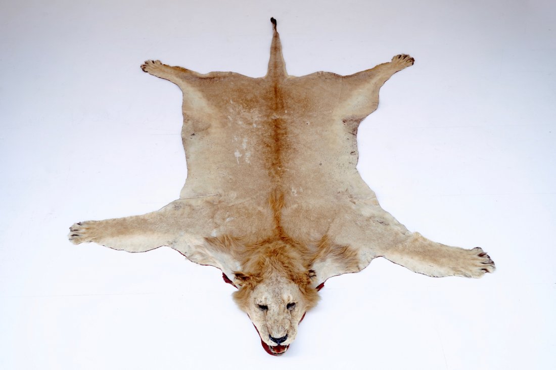 A male lion prepared as a rug, with head: Dim.: 300 x 210 cm