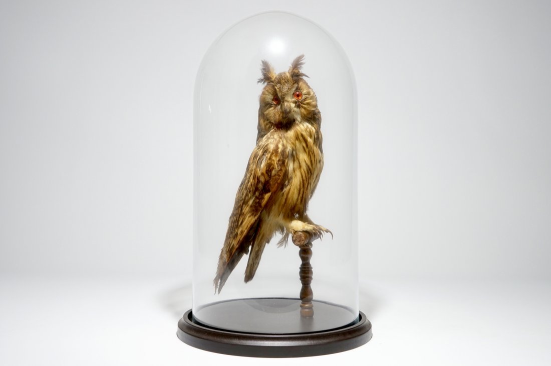 An owl presented in a glass dome, taxidermy, early 20th: H.: 47,5 cm