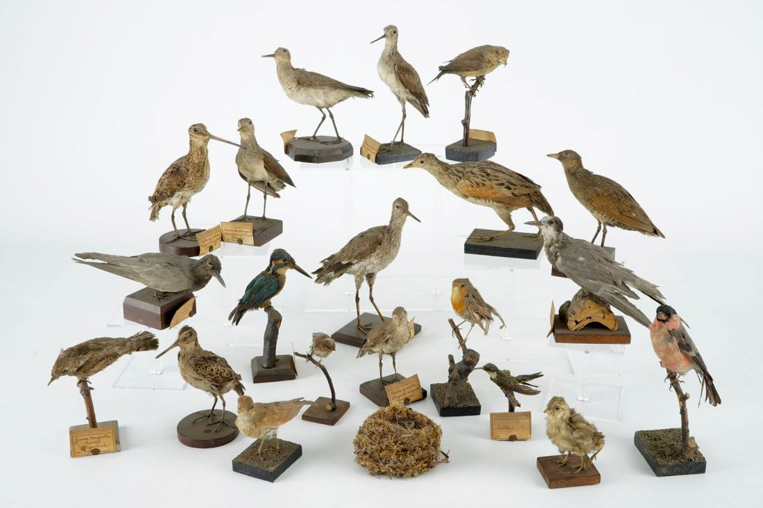 A collection of 20 birds and a nest, taxidermy, 19/20th: H.: 23,5 cm (the tallest) Several labelled "Collection Fonteyn".