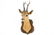 A bust of a roe deer, mounted on wood, taxidermy, late