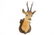 A bust of a roe deer, mounted on wood, taxidermy, late - 2