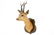 A bust of a roe deer, mounted on wood, taxidermy, late - 3