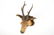 A bust of a roe deer, mounted on wood, taxidermy, late - 4