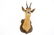 A bust of a roe deer, mounted on wood, taxidermy, late - 5