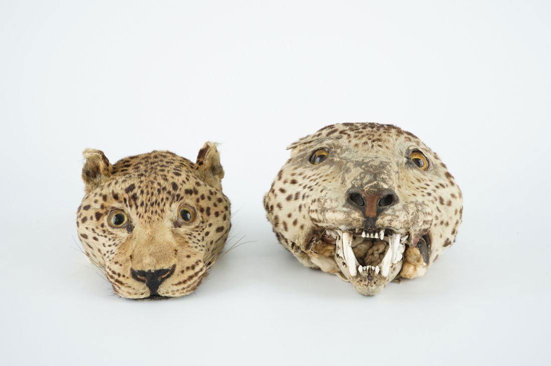 Two antique taxidermy panther's heads, 19th C.: H.: 13 cm