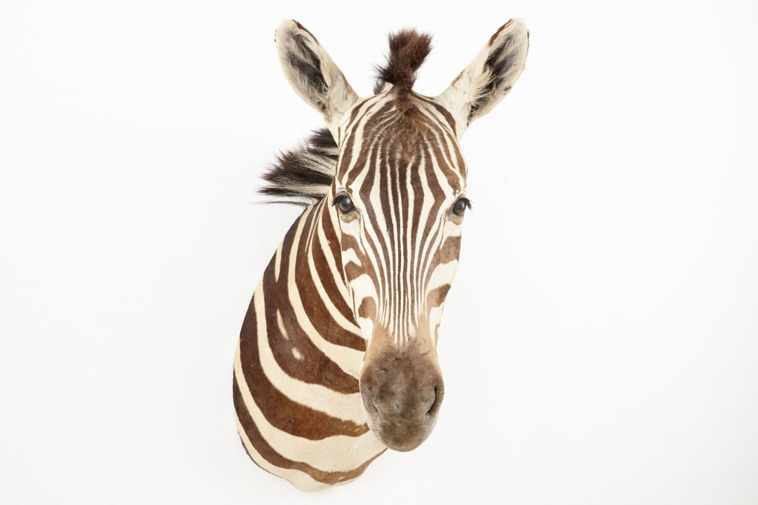 A modern taxidermy bust of a zebra: Dim.: 73 x 67 x 33 cm 