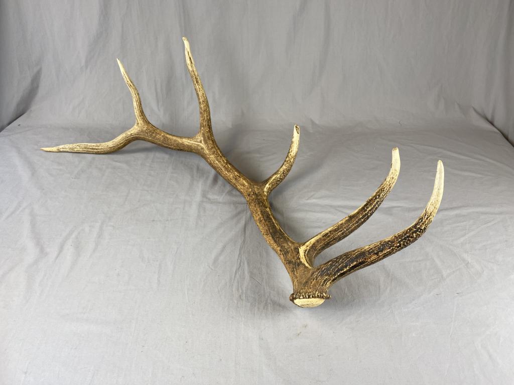 6 Point Elk Shed Antler: SHIPPING: Item may be shipped via U-Ship or the Battle Creek Pak Mail Store. Contact Pak Mail for Shipping Estimate.