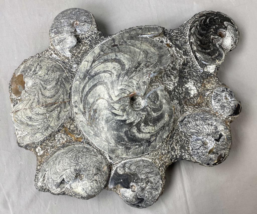 Large Polished Ammonite Fossil Cluster (1 of 6)