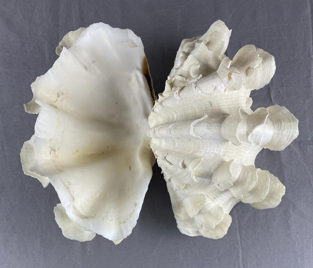 Giant White Clam Shell Complete Pair (1 of 5)