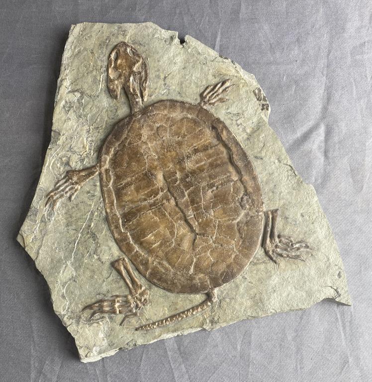 Complete Prehistoric Turtle Fossil (1 of 8)