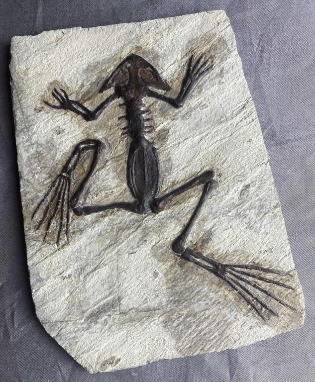 Prehistoric Frog Fossil (1 of 4)