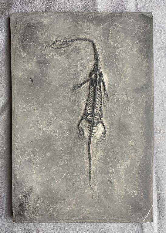 Prehistoric Lizard Fossil (1 of 6)