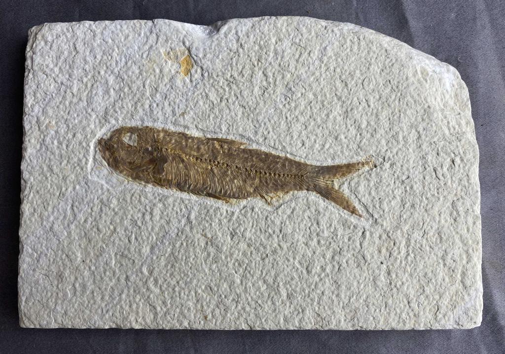 Prehistoric Fish Fossil (1 of 3)