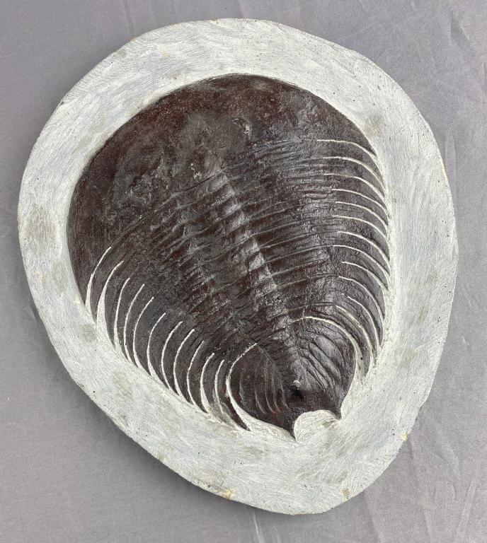 Large Cast Trilobite Fossil (1 of 5)