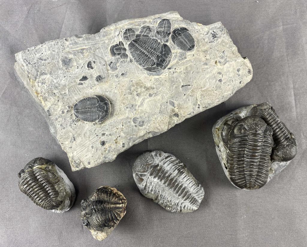 Group of Trilobite Fossils (1 of 3)