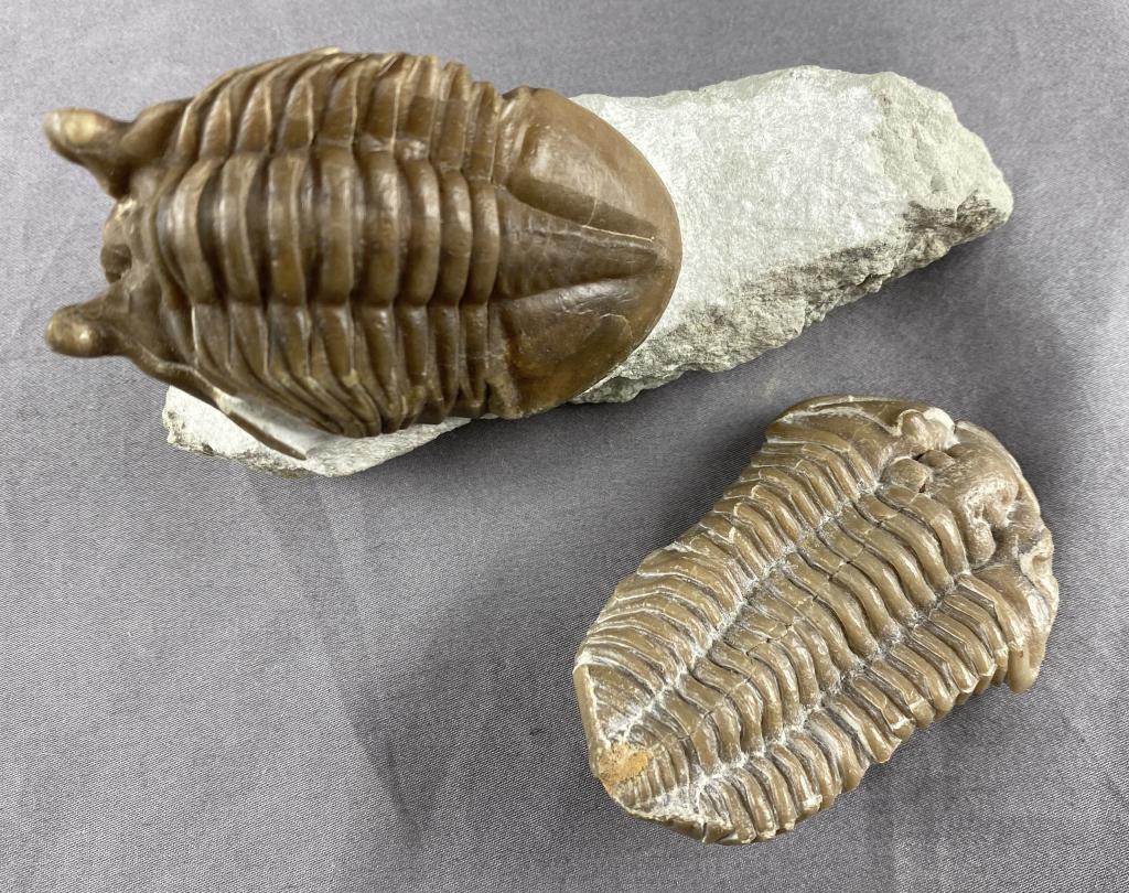 2 Large Trilobite Fossils (1 of 5)