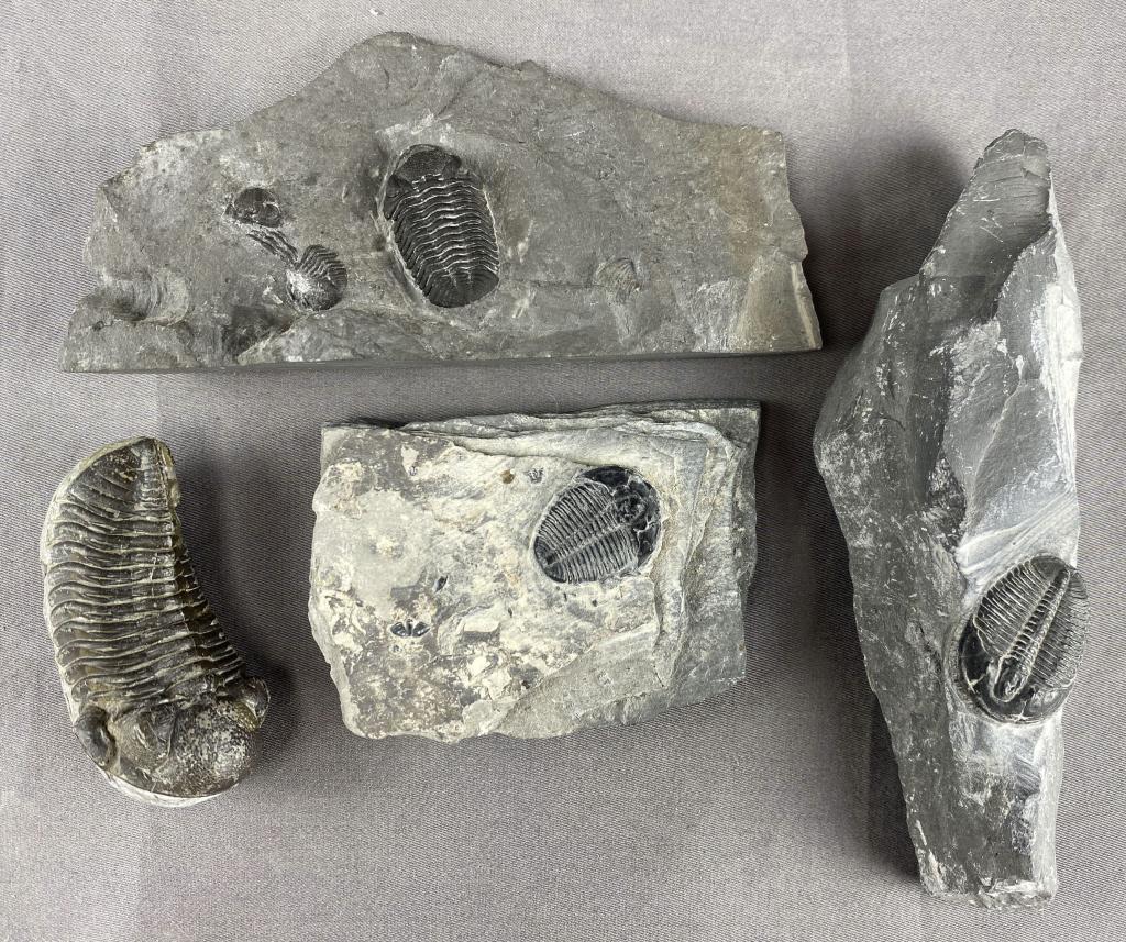 Group of Trilobite Fossils (1 of 3)