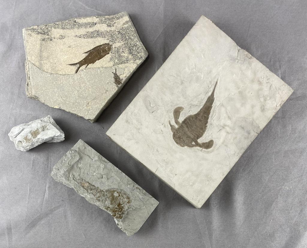 4 Sea Fossils - Sea Crab, Fish...: Shipping: In-House Shipping Offered