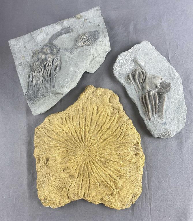3 Large Sea Fossils: Shipping: In-House Shipping Offered