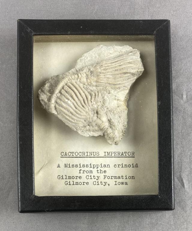 Cactorinus Imperator Fossil (1 of 3)
