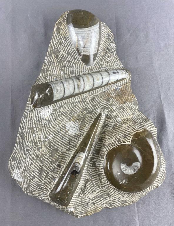 Large Prehistoric Sea Fossil (1 of 4)