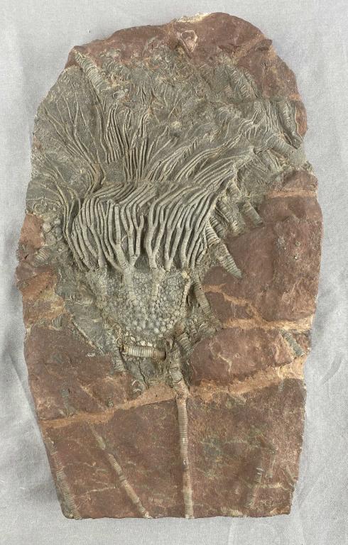 Large Prehistoric Sea Life Fossil (1 of 4)