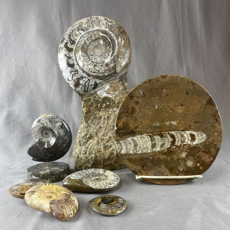 Group of Polished Nautilus Shell Fossils (1 of 7)