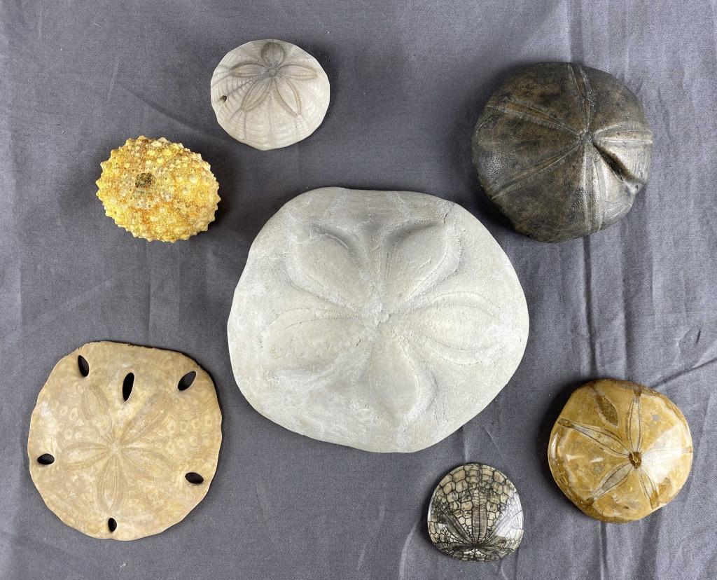 Fossilized Sand Dollars, Sea Biscuits... (1 of 3)