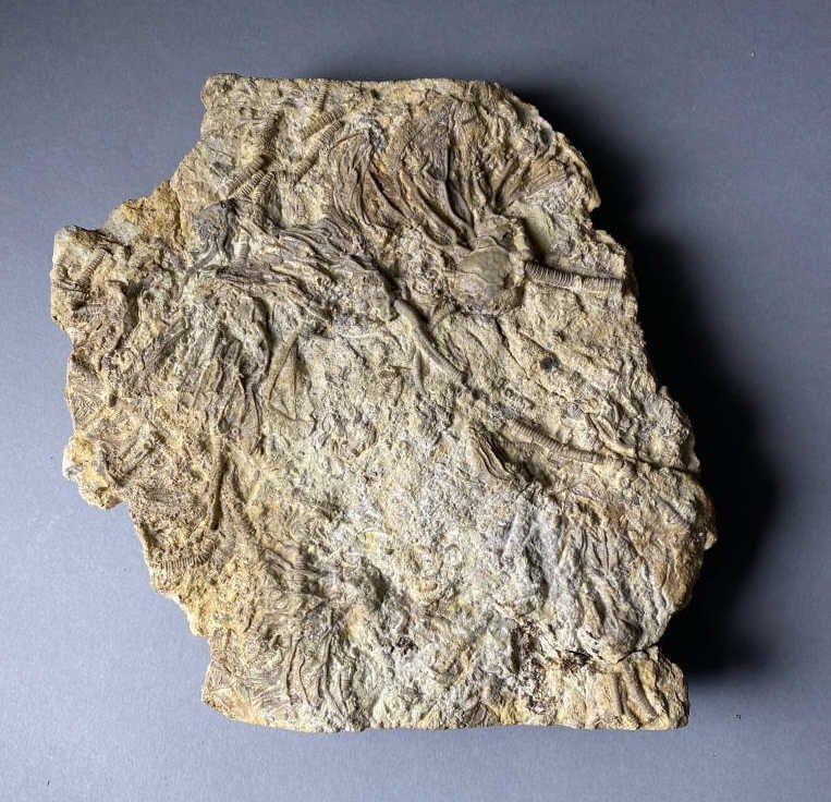 Crinoid Fossil Specimen plate (1 of 4)