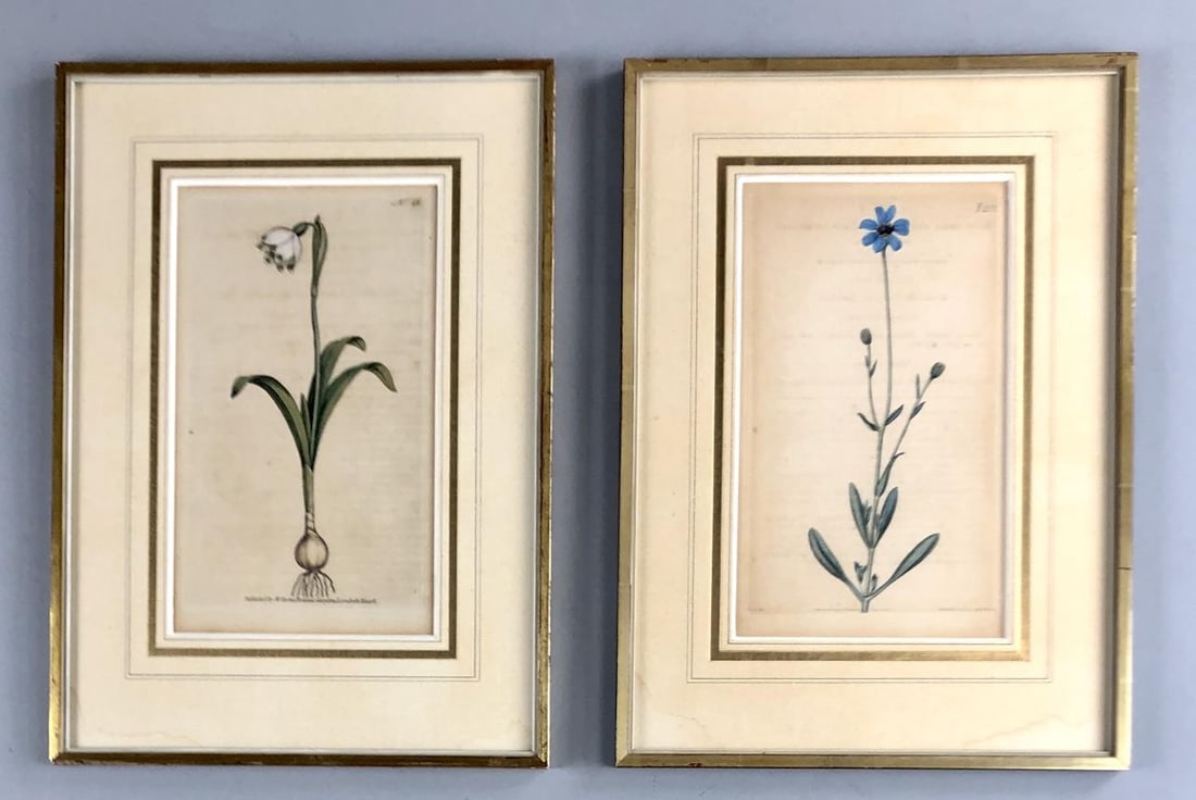 Hand Colored 18th C. Botanic Engravings Wm. Curtis: Two hand colored botanical engravings, by William Curtis (English 1746 - 1799), late 18th or early 19th Century, in gilt wood frames, 13-2/3" x 9-1/2".