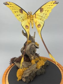 Unique Comet Moth Oddity Dome Display