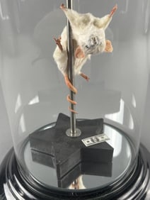 Naughty Dancer Mouse Taxidermy Display