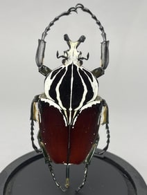 Goliathus Giant Flower Beetle In Glass Dome