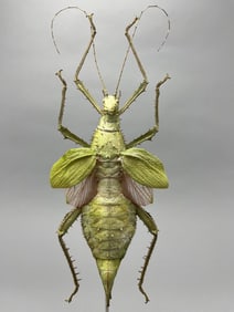 Malayan Jungle Nymph Heteropteryx
