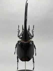 Neptune's Hercules Beetle In Glass Dome