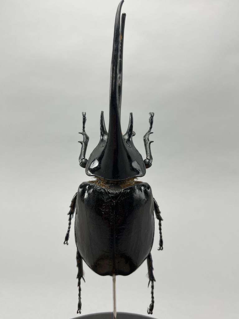 Neptune's Hercules Beetle In Glass Dome: Beetle measures 2.5" x 6".Glass dome measures 8" x 8" x 11.5".
