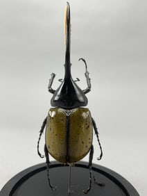 Hercules Beetle In Glass Display Dome