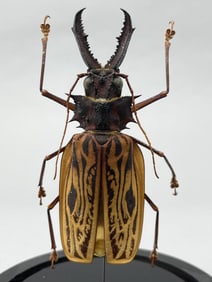 Sabertooth Longhorned Beetle In Glass Dome